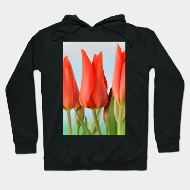 Tulipa praestans  &#39;Van Tubergen&#39;s Variety&#39;  Miscellaneous tulip Hoodie by chrisburrows